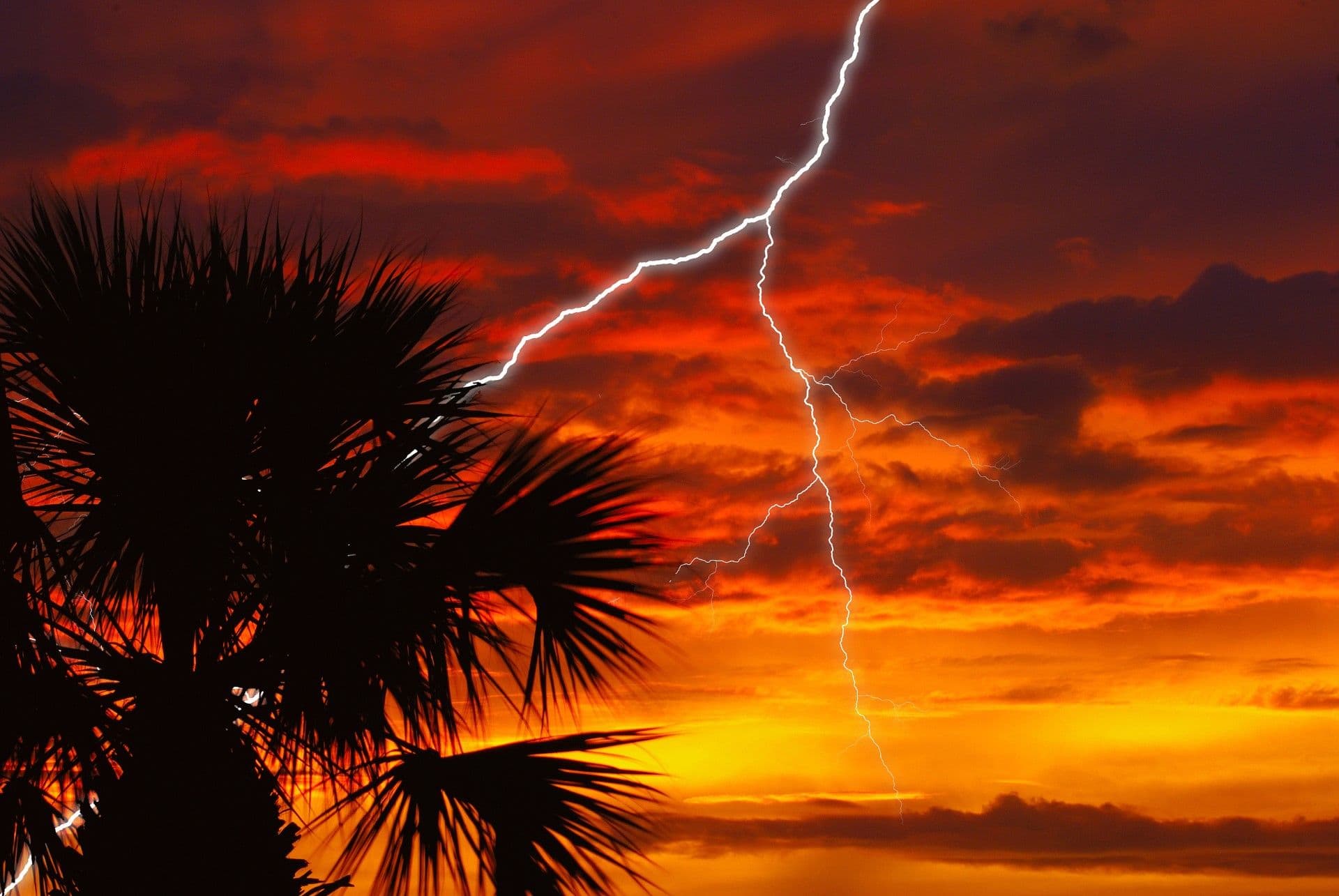 Palm trees and lightning