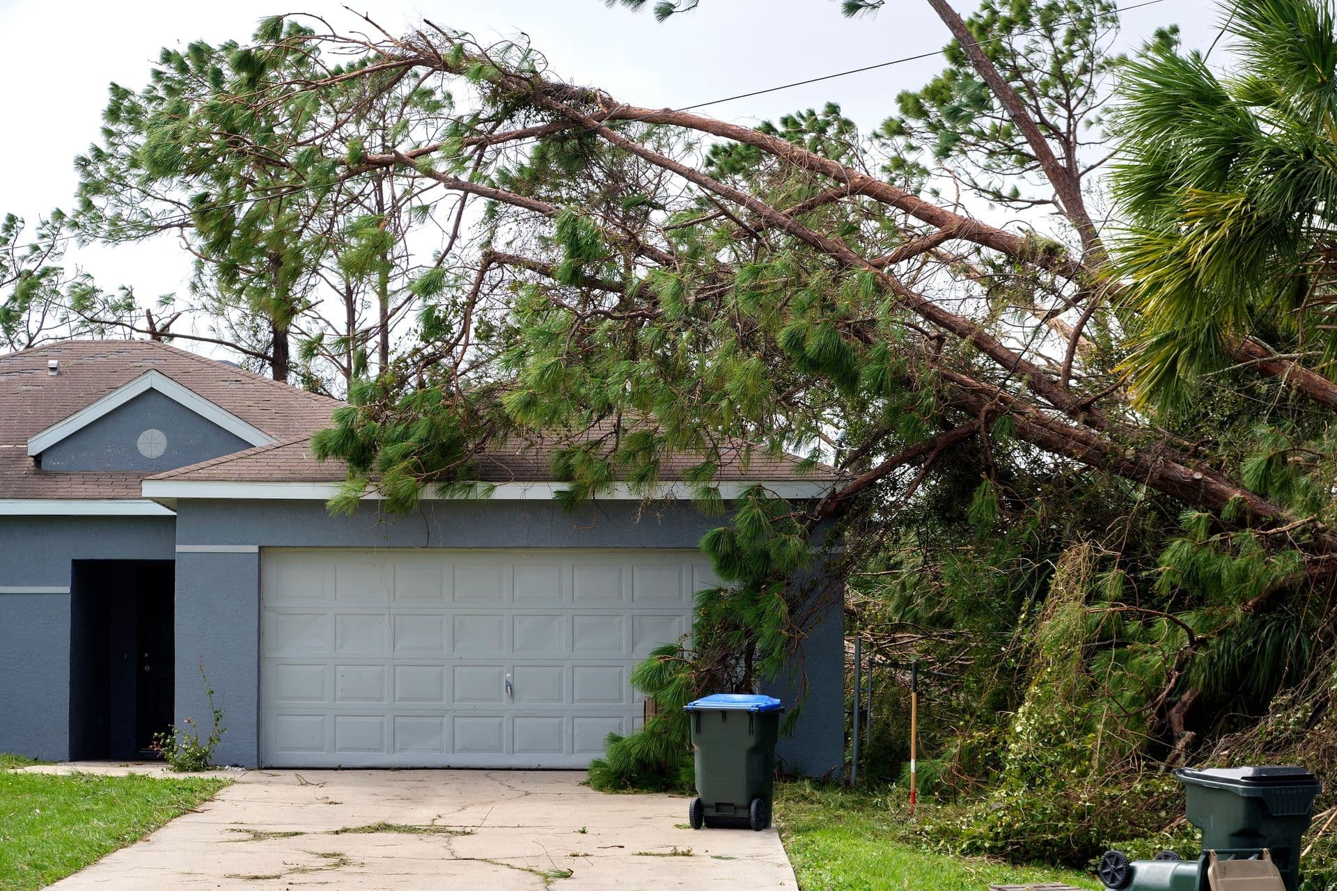 Fallen Tree on Home Roof